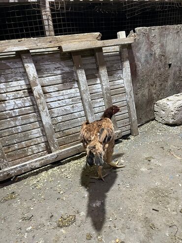 Toyuqlar: Toyuq, Damazlıq, Ünvandan götürmə -da lalafo.az — 8 Toyuqlar: Toyuq, Damazlıq, Ünvandan götürmə — 8