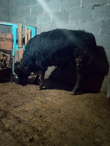 Коровы, быки: Продаю | Музоо, торпок | Полукровка | На откорм | Привязанные — 7