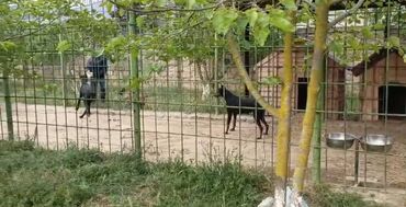 barter itlə: Doberman, 3 il, Erkek, Peyvəndli, Ünvandan götürmə