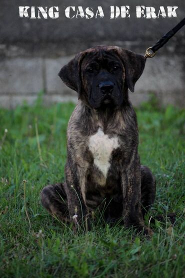 Psi: Štenci Presa Canario, ostenjeni 24.5.2023 godine. Kuba Kira je rođena — 22