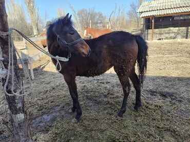 приют для животных ош: Тай сатылат 9 айлык ургачы жоргосуда бар