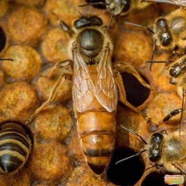 Другие животные: Пчеломатки бакфаст выход 13.05 300сом