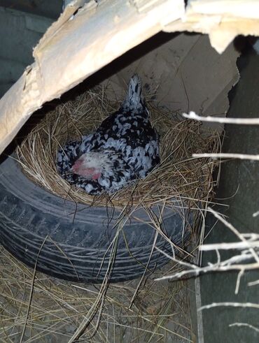 Птицы: Продаю Квочку сидит на яицах 10 дней