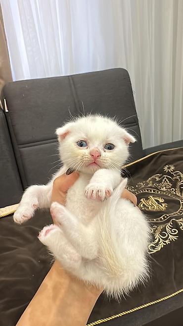 Pişiklər: Yaxşı əllərə — 15