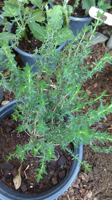 Toxumlar: Həyət gülleri. 90növ çesid var! — 14