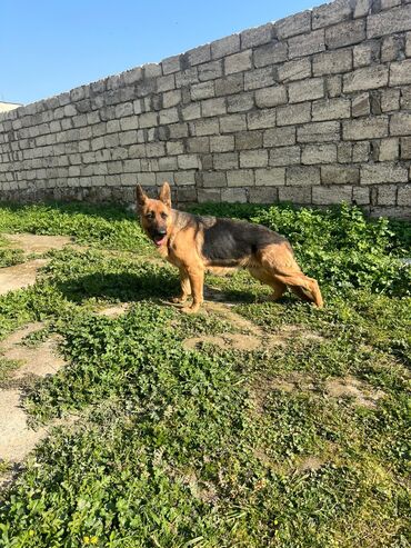ovçarka: Alman çoban iti, 2 ay, Dişi, Sənədli, Ünvandan götürmə