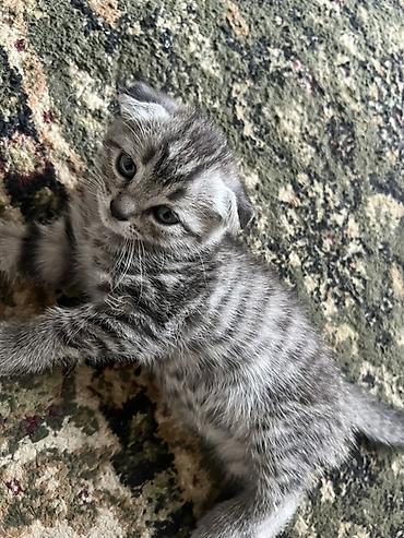 Продажа кошек: Шотландские вислоухие котята (Scottish Fold) - Порода: шотландская — 8