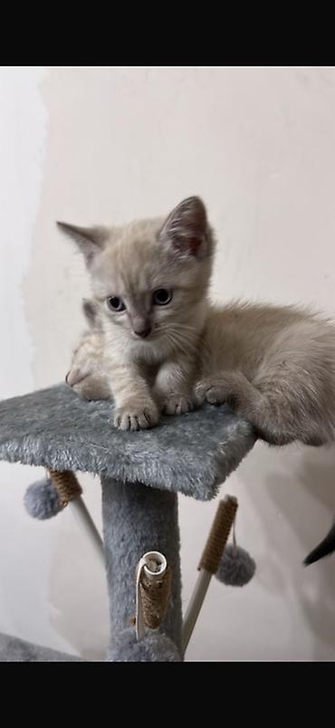 Отдам даром кошку: Котята сиамской породы мальчик и девочка. 2.5 месяца. К лотку — 2