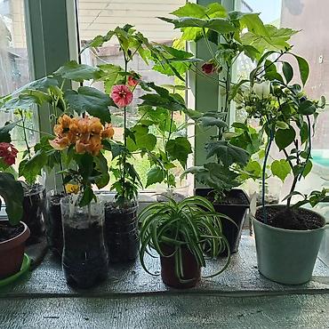 Другие комнатные растения: Абутилон (комнатный клен) — декоративное растение с крупными — 7