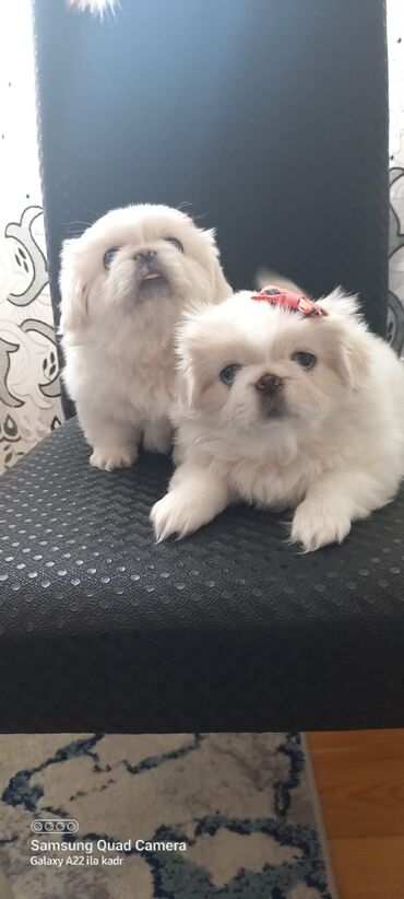 ləzgi iti: Pekines, 2 ay, Erkek, Peyvəndli, Ünvandan götürmə