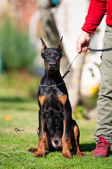 malteška pudla: Na prodaju muško štene dobermana, ostenjeno :09.05.2023.g. (vWD-clear — 3