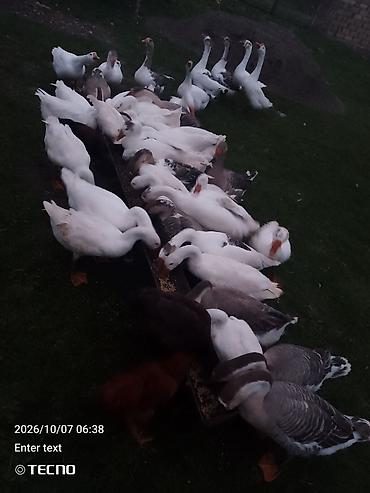 lal ördək qiyməti: Məhsul: Qaz sürüsü Təsvir: - Təsərrüfatda bəslənən, açıq otlaqda — 1