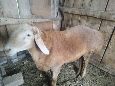 стрижка овец: Продаю | Баран (самец) | Гиссарская