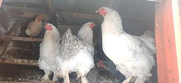 keçi satılır: Toyuq, Brama, Damazlıq — 4