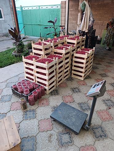 Семена и саженцы: Полька кочот сатылат,адаптация болгон,таза Полька100%,Россия дан — 7