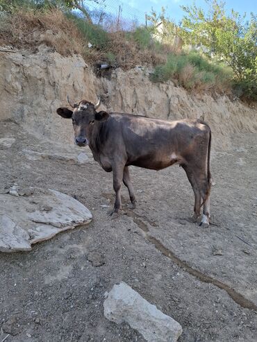 Inəklər, öküzlər: Məhsul: İnək və buzovlar Təsvir: - Fotoşəkillərdə qara-ağ rəngli — 8