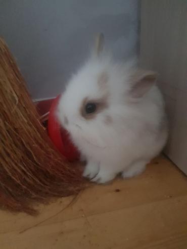 Декоративные кролики: Пуховый декоративный кролик (карликовый тип) пол-обе самцы им по 5 — 12