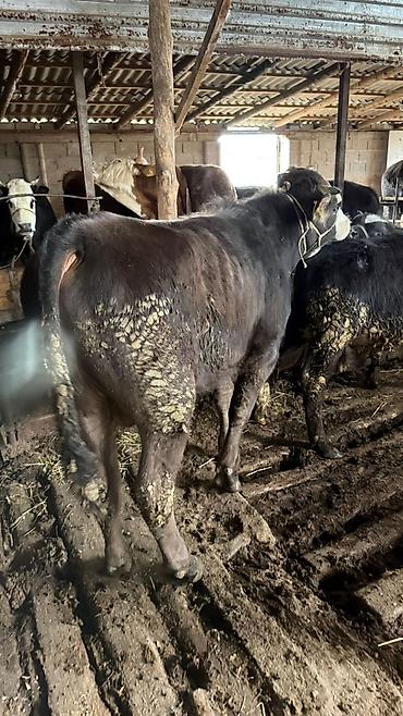 Коровы, быки: Продаю | Бык (самец) — 2