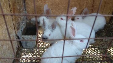 Кролики: Продаю | Крольчата | Калифорнийская | На забой, Для разведения | Племенные