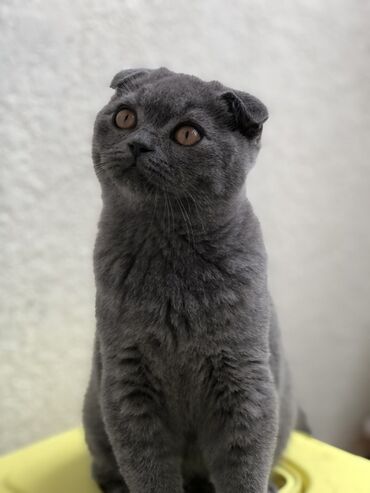 Pişiklər: Britan, Dişi, Erkək, Ünvandan götürmə — 24