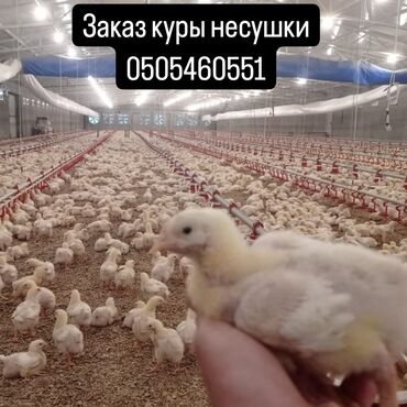 продажа куриц: Продаю | Куры, Петух, Цыплята | Домашняя, РОСС 308, Хай-Лайн Браун | Несушки