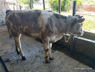 быки голштин: Продаю | Тёлка | Швицкая, Симментальская | Для молока | Не стельные