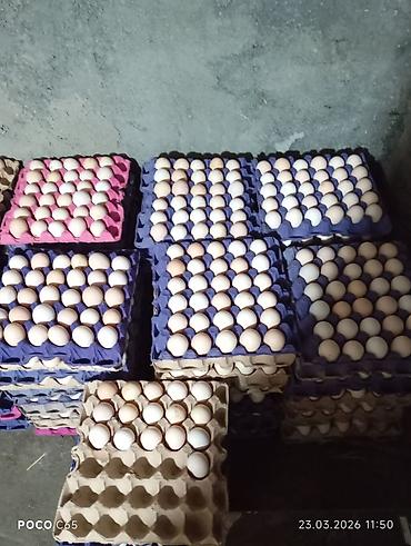 zəncirotu balı: Məhsul: Təmiz kənd təsərrüfatı yumurtaları və yeni çıxmış cücələr — 3