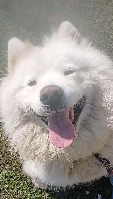 itlerin davasi: Samoyed, 4 il, Dişi — 6