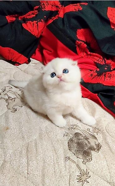 Продажа кошек: С документами. Чистокровный Шотландский вислоухий котёнок, (мальчик) — 6