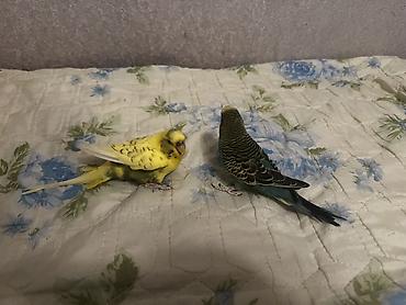 qarğa balası satılır: Məhsul: Cüt dalmatin papuqay (büdcərigar/budgerigar) Təsvir: - İki — 2