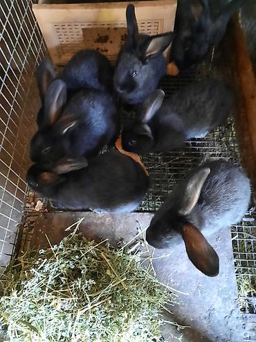 Кролики: Продаю | Крольчата | Племенные — 8