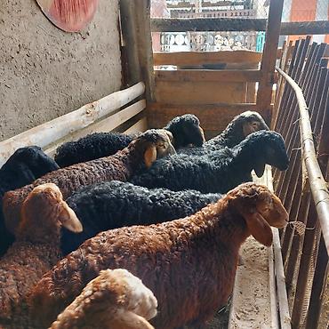 Баран, овца: Продаю | Ягненок — 10