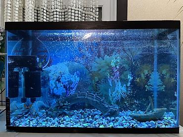 akvarium qiymeti: Akvariumun üst qabaq şüşəsinin bir hissəsi yoxdur.İstənilən şüşə zoo — 4