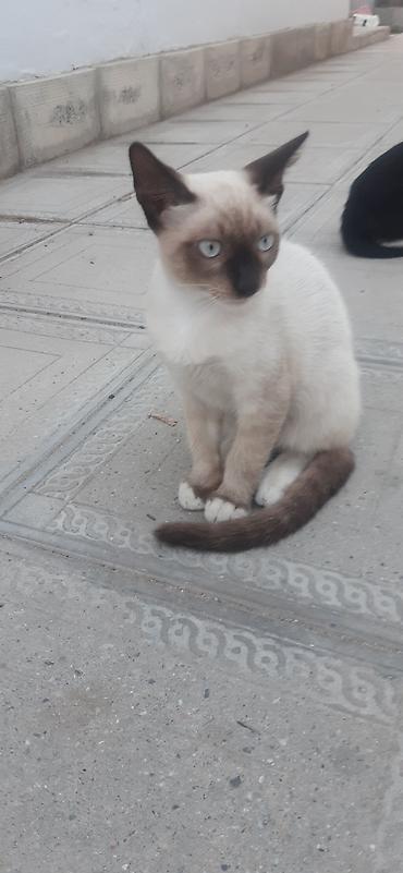 qara pisik: Siam — 1