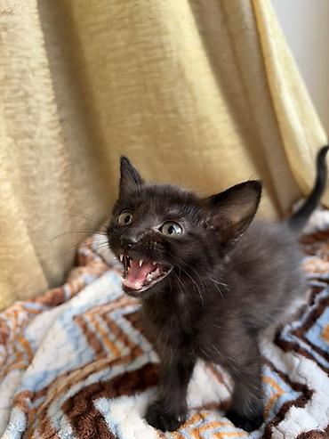 Отдам даром кошку: Кошка даром: Беспородная, 2 месяца, Мальчик, Приучена к лотку — 4