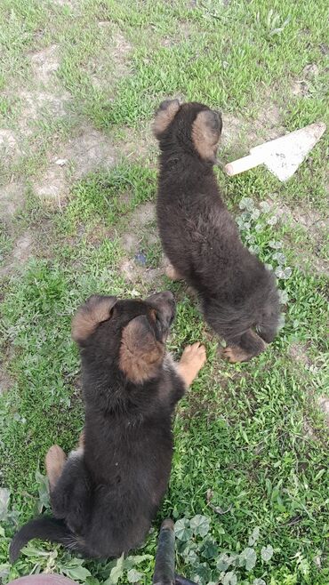 Иттер: Чистокровнные немецкие овчарки 2 щенка все девочки 2 месяца, щенки