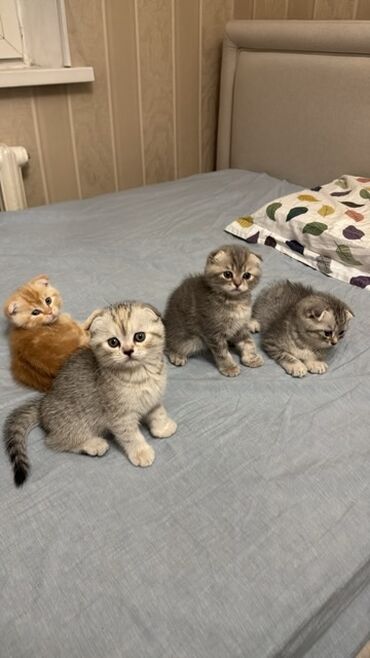 шотландская веслоухая кошка: Скотиш Фолд (Шотландская вислоухая), 2 месяца, Мальчик, Приучена к лотку, Проглистована
