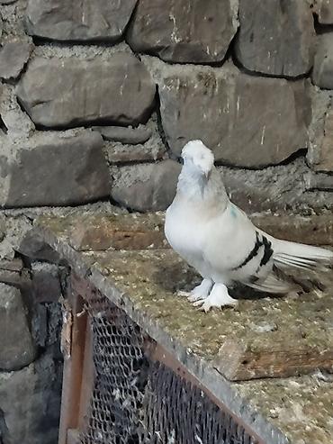 ördək balası və cücə: Qoşa kəkil kəvən taklalar cüt tay kəvən balalar 100 AZN.bos bekar — 1