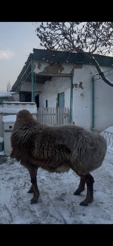 домик кошке: Продаётся кочкор чисто кровный арашан Возраст 2 года прямой сын туза