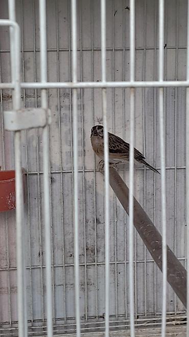 bulbul quşu satışı: Məhsul: Egzotik dekorativ quşlar cütlük Təsvir: - Növ: Uzun quyruqlu — 4