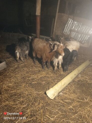 Keçi, çəpiş: 7 bas disi damazliga yararli elde saxlanan tam saglam keci cepis — 1