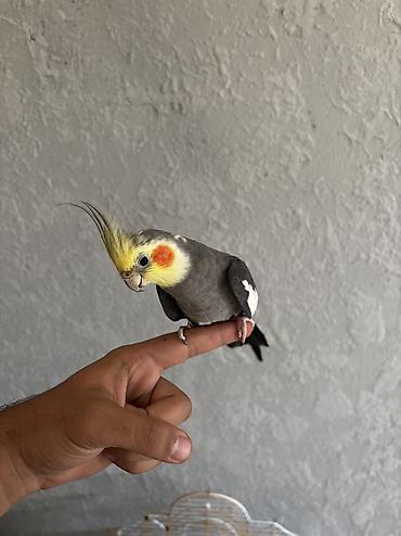 dişi labrador: 3 dənədir tam sağlam quşlardı 2 erkey 1 dişi ələ öyrədilmiş quşlardı — 3