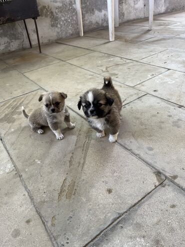 afçarka itlər: Pekines, 2 ay, Dişi