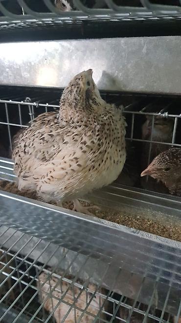 Птицы: Перепелки, Бөдөнө. Суточные, недельные, трехнедельные месячного — 9