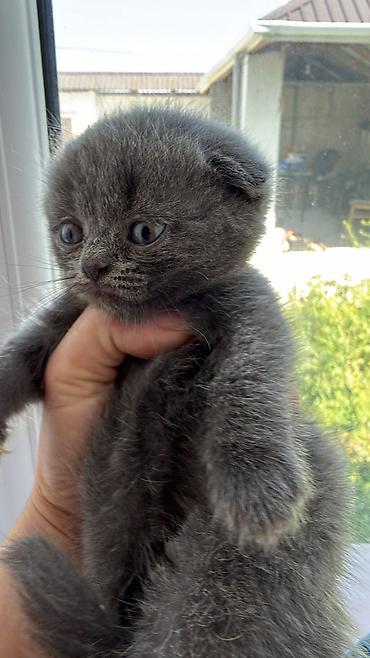 Pişiklər: Şotland — 3