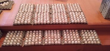 участок сатам: Продаю яйца оптом и в розницу. город Баткен