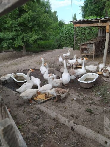 силос сатам: Продаю домашних гусей
