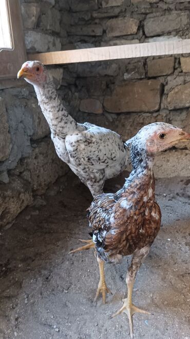 heyratı xoruz: Toyuq, Damazlıq, Ünvandan götürmə