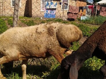 Бараны, овцы: Продаю | Ягненок | Гиссарская, Арашан | На забой, Для разведения