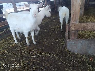 Keçilər, çəpişlər: Sistemləri Saanen keçiləri temiz saf qan keçiləri.iki dişi bir teke — 6